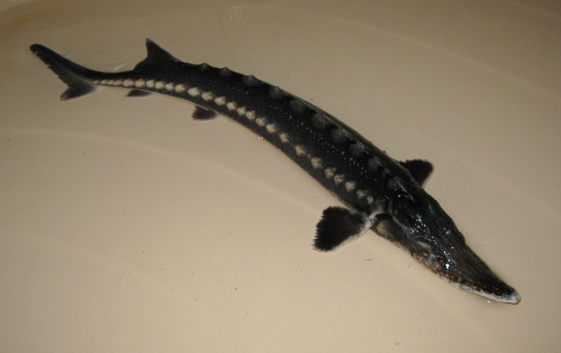 Севрюга (Acipenser stellatus)