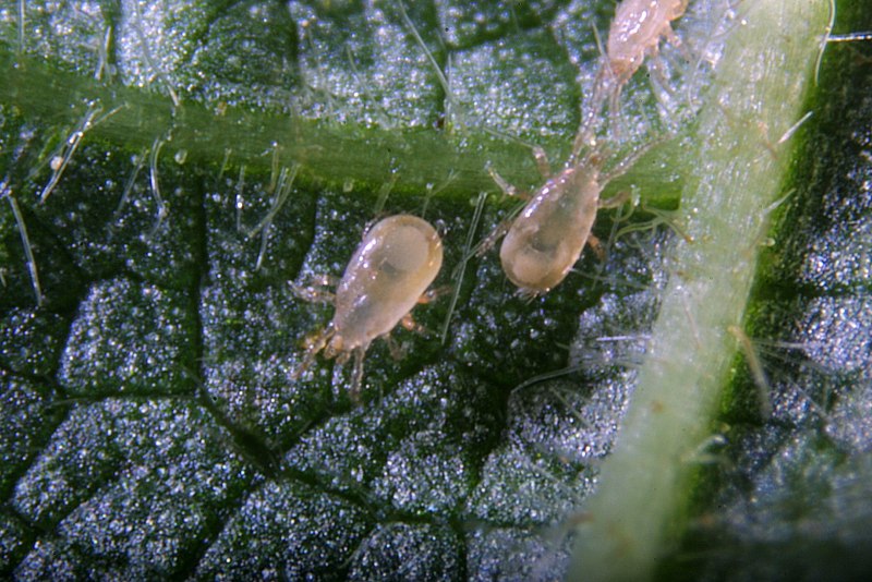 Amblyseius cucumeris