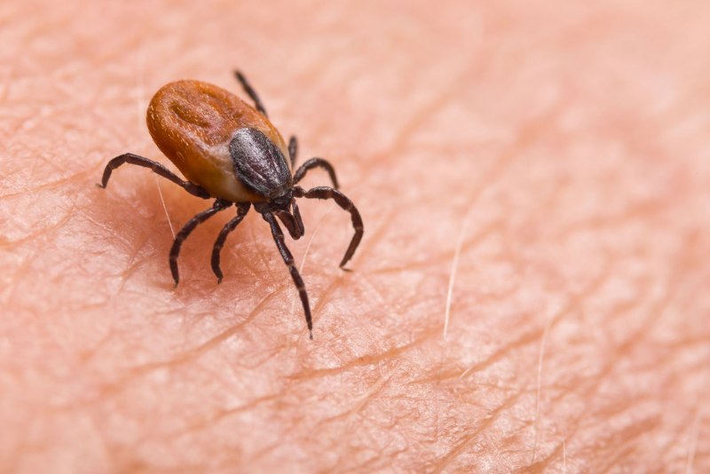 Клещ Amblyomma