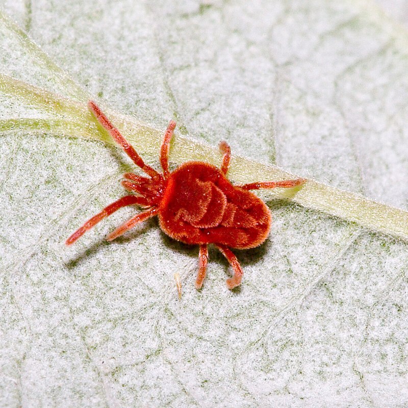 Клещ Ixodes