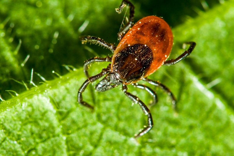 Ixodes Ricinus