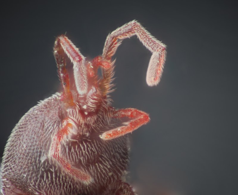 Клещи-краснотелки Trombidiidae