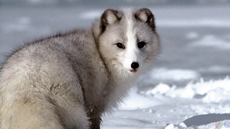 Животные тундры песец