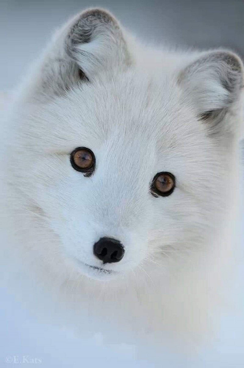 Песец (Alopex lagopus)