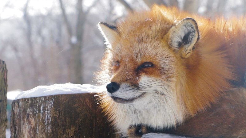 Китайский Лис