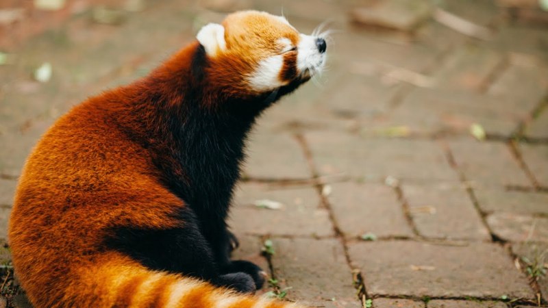 Малая Панда (Ailurus Fulgens