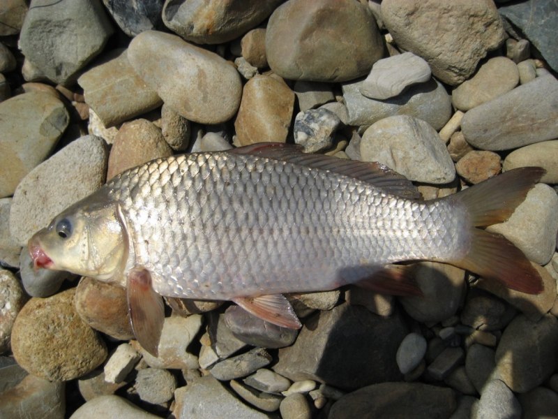 Карп (Cyprinus Carpio)