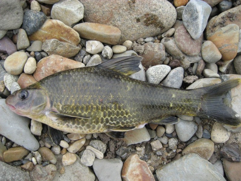 Сазан (Cyprinus Carpio)