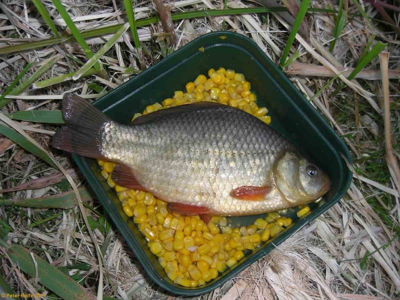 Карась золотой Carassius Carassius