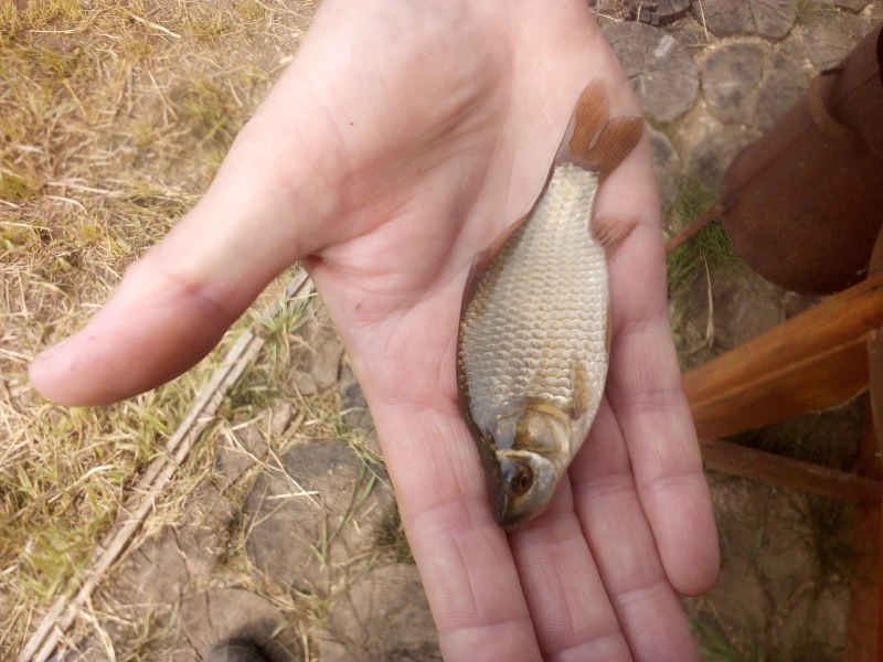 Амурский карась