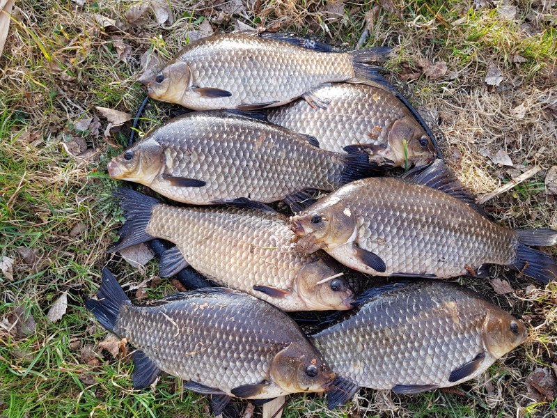 Карась обыкновенный Carassius Carassius