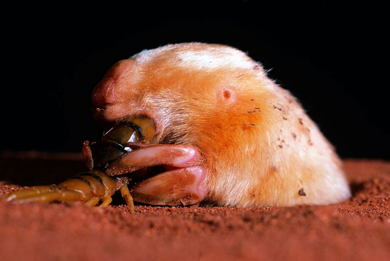 Сумчатый Крот (Notoryctes Typhlops)