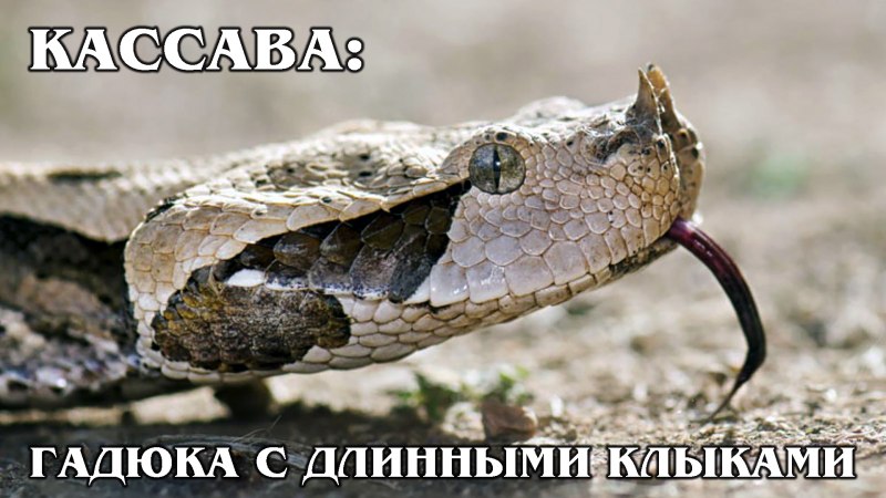 Габонская гадюка гадюка