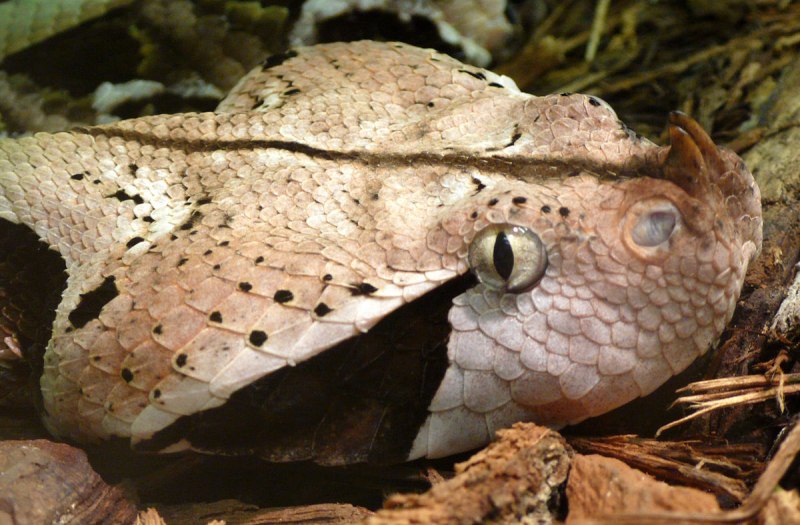 Gaboon Viper змея