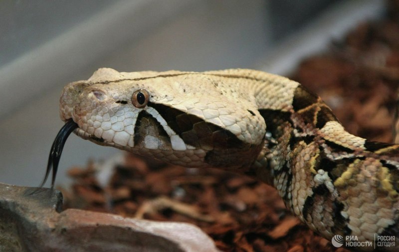 Gaboon Viper змея