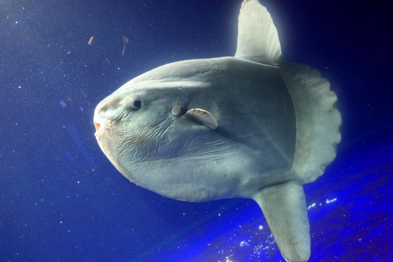 Naso Tang