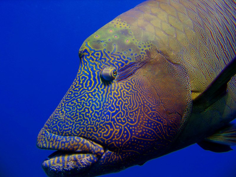 Asian Sheepshead Fish