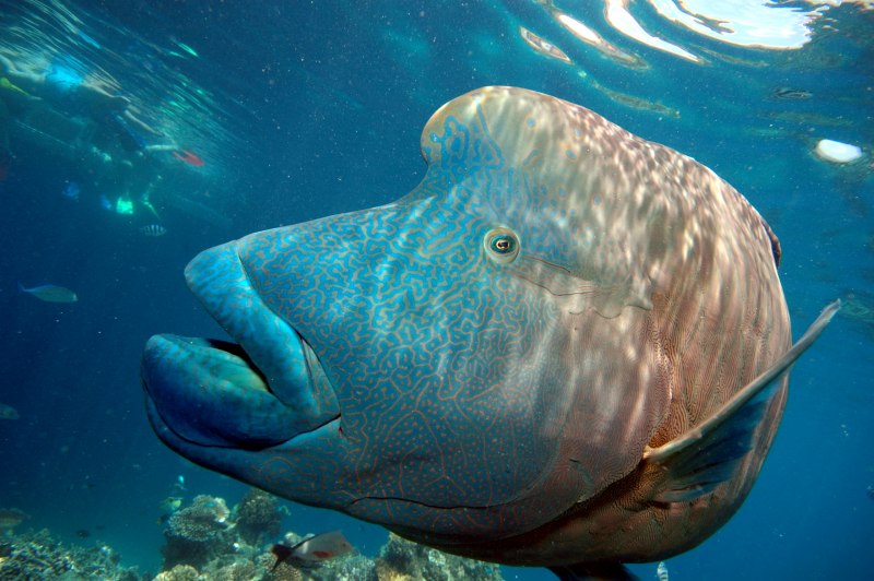 Губан-дракон(взрослый), m /Novaculichthys taeniourus (a)