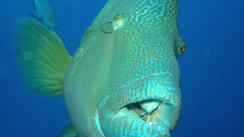 Humphead Wrasse рыба