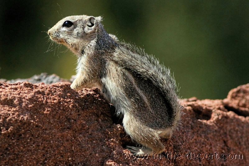 Желтый суслик Spermophilus fulvus