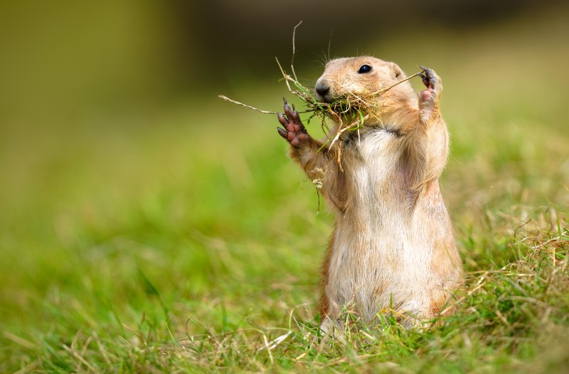Желтый суслик Spermophilus fulvus