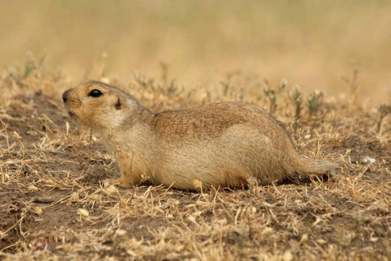 Суслик Ричардсона (Spermophilus richardsonii)