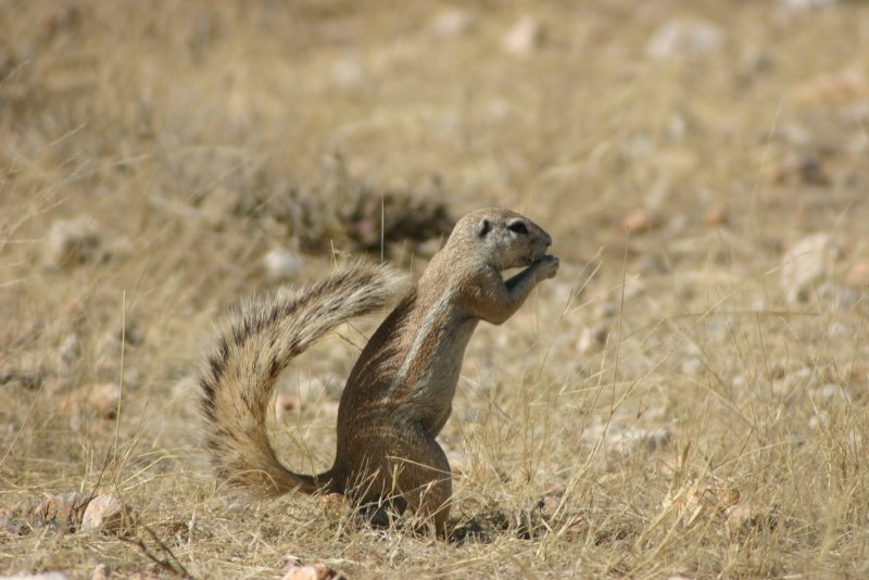 Европейский суслик (Spermophilus citellus)
