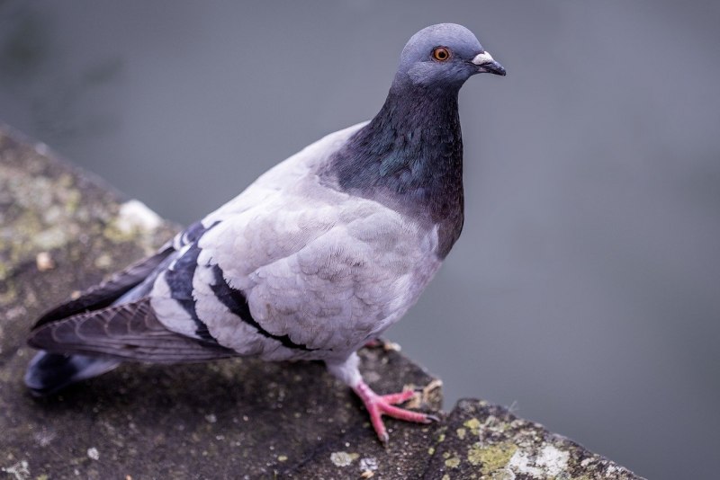 Goura cristata