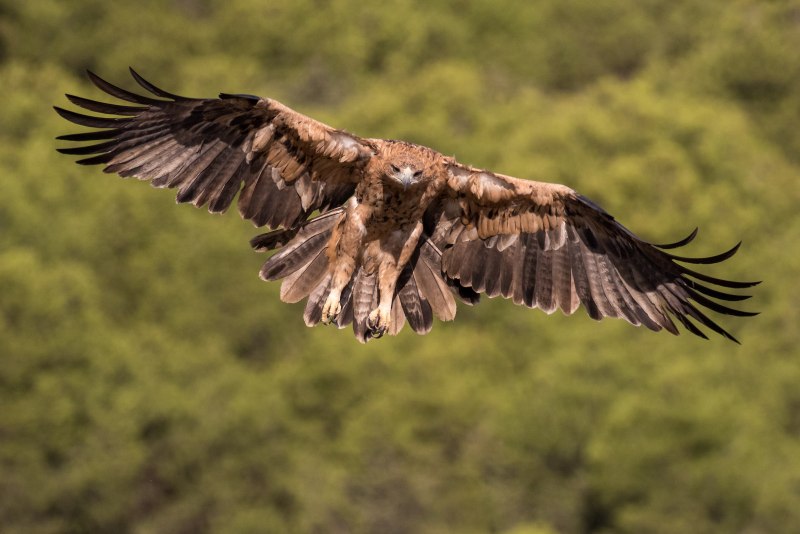 Aquila adalberti Eagle