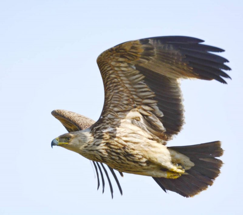 Могильник (Aquila heliaca)