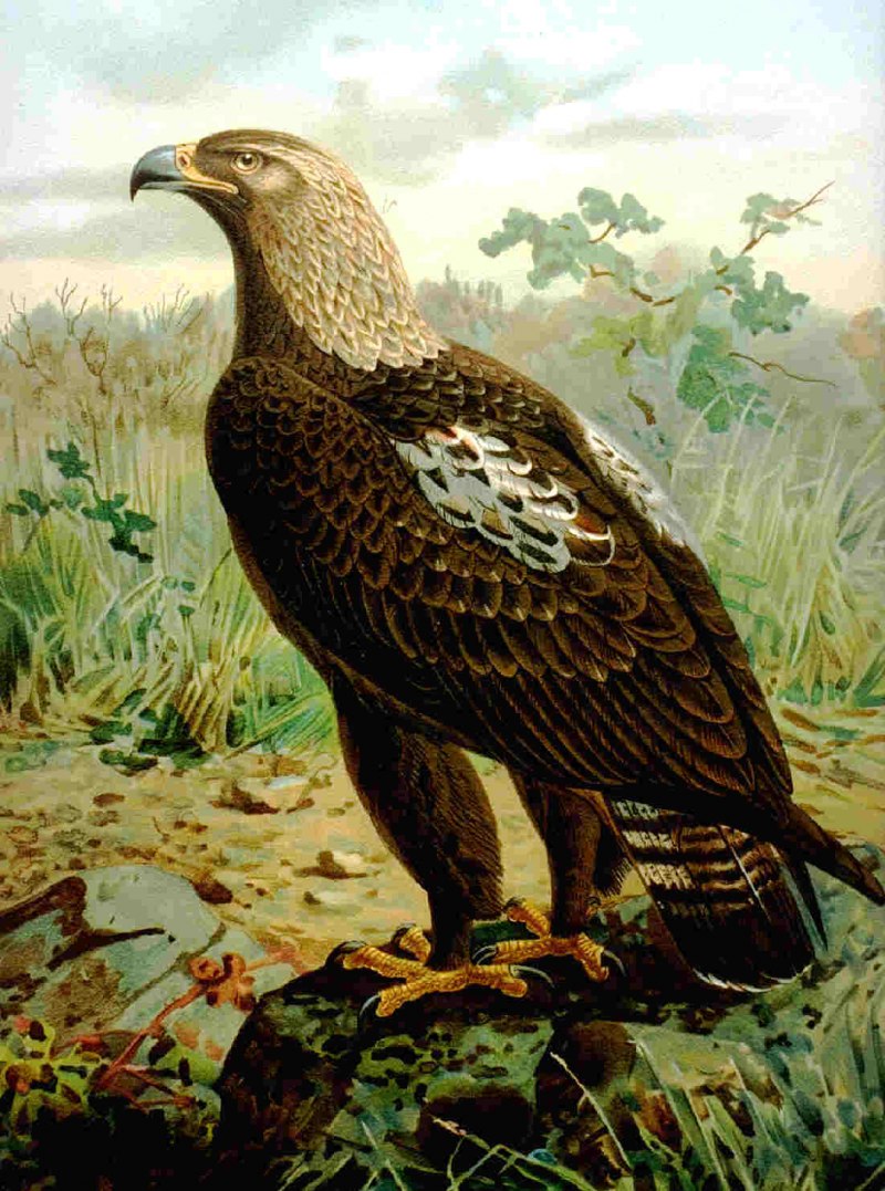 Беркут могильник