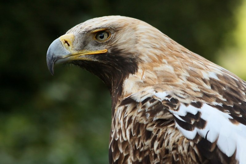 Могильник (Aquila heliaca)