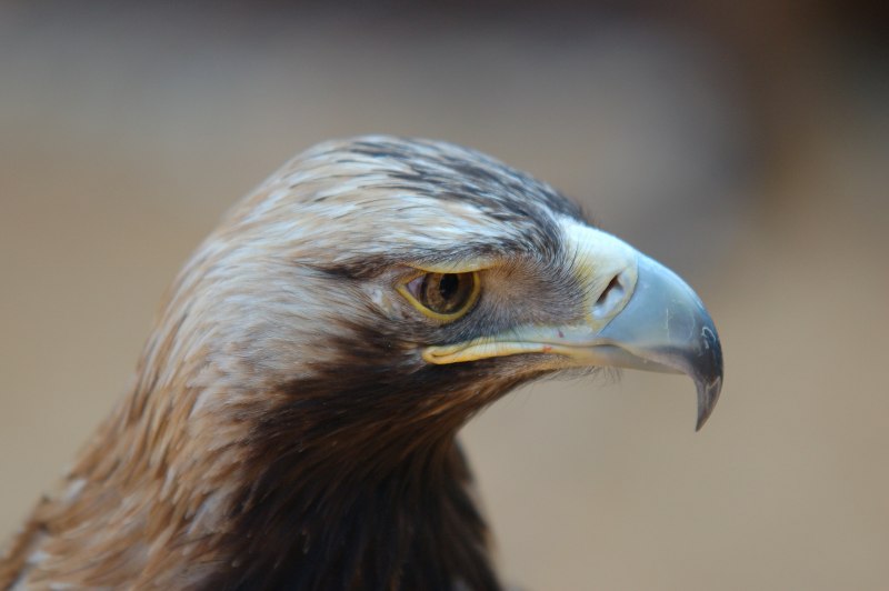 Imperial Eagle Aquila heliaca