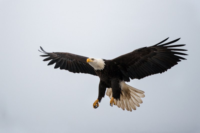 Достопримечательность bald Eagle