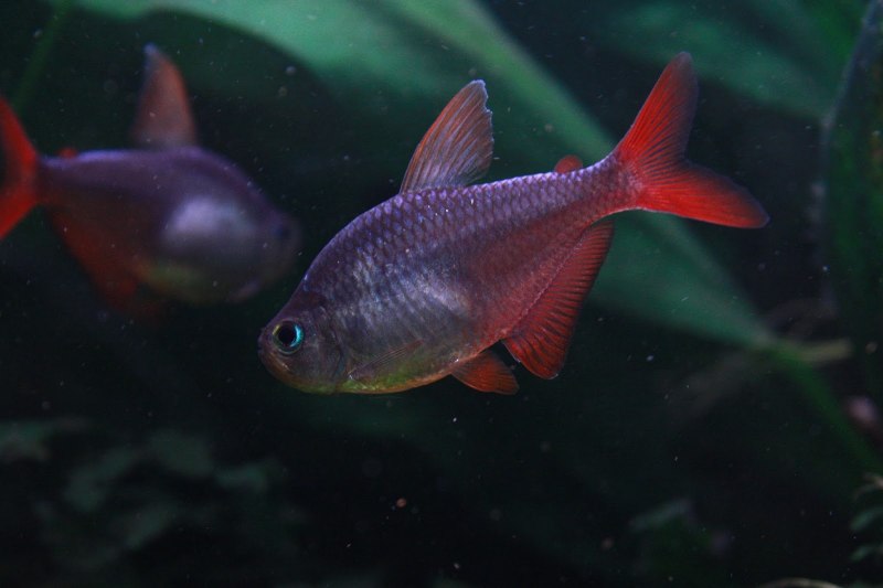 Минор (Hyphessobrycon Minor)