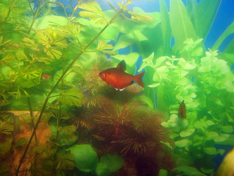 Hyphessobrycon sweglesi