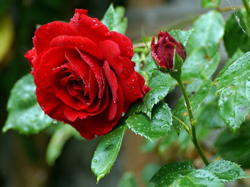 Вейгела Цветущая (Weigela Florida `Minor Black`)