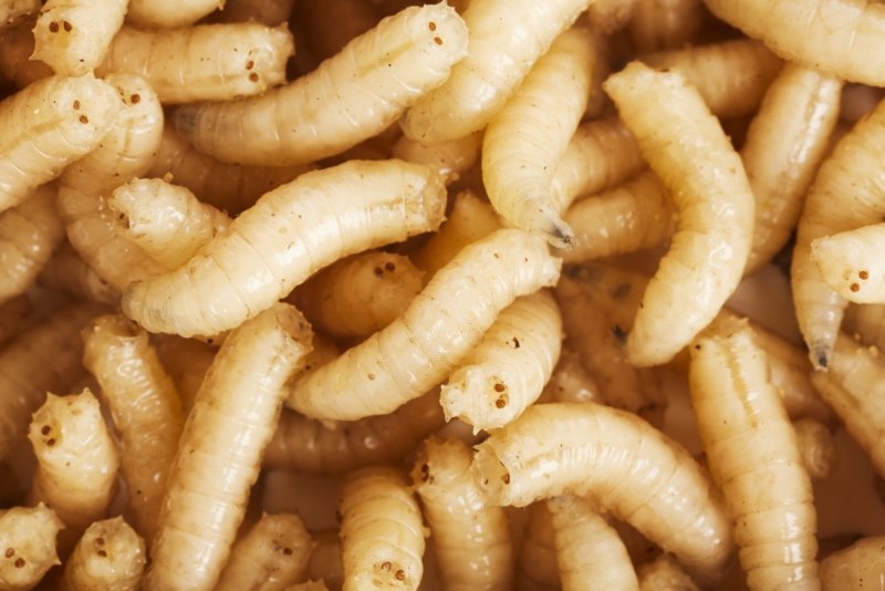 Личинки мясных мух опарыши
