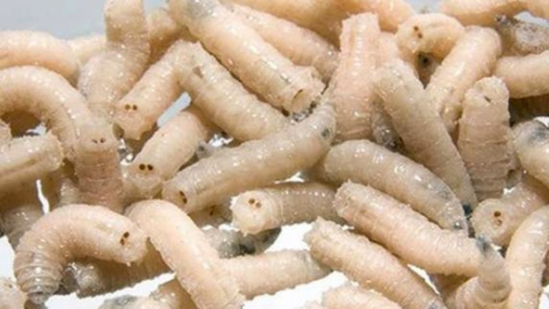 Musca domestica комнатная Муха личинка