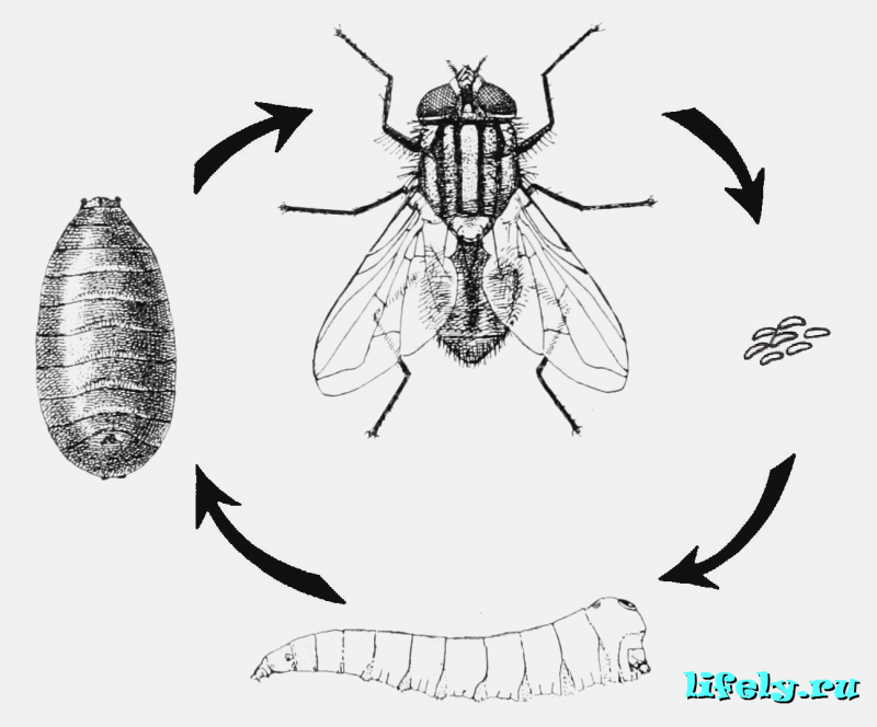 Яблонная Муха личинка Larva