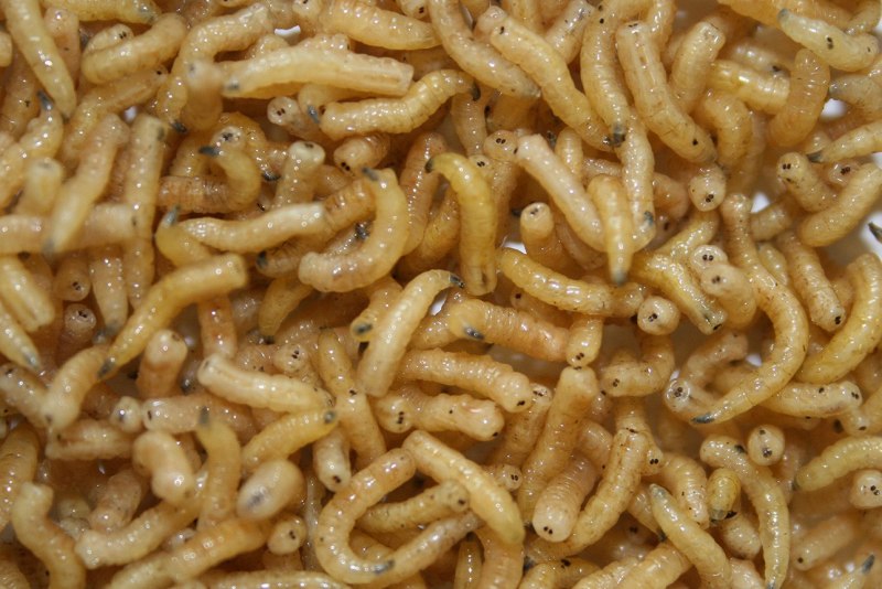 Личинки куколки пупарии мух