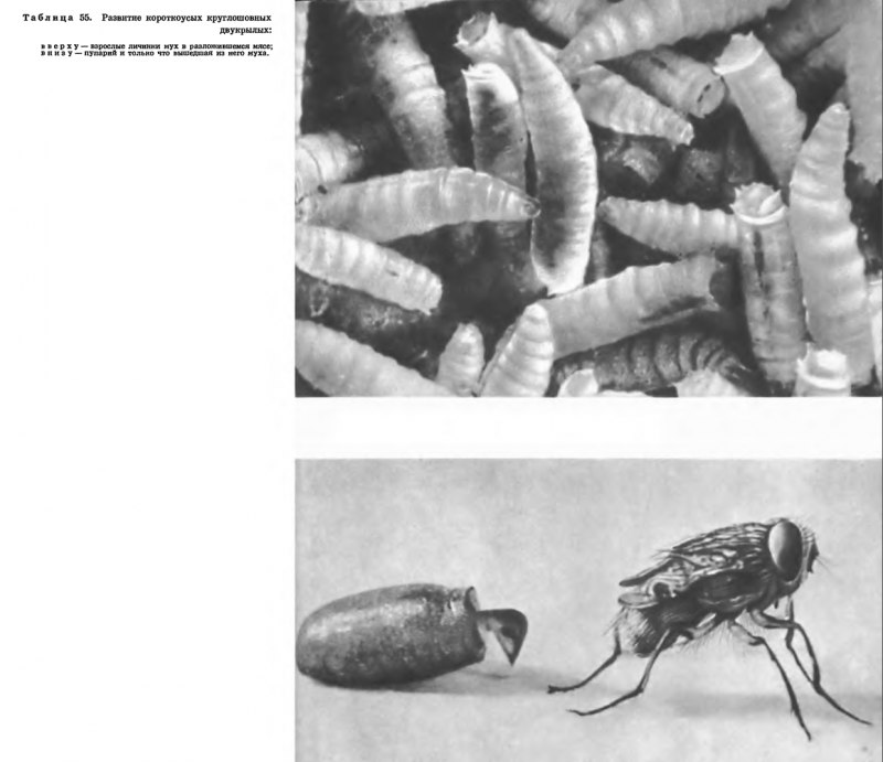 Личинка Volucella