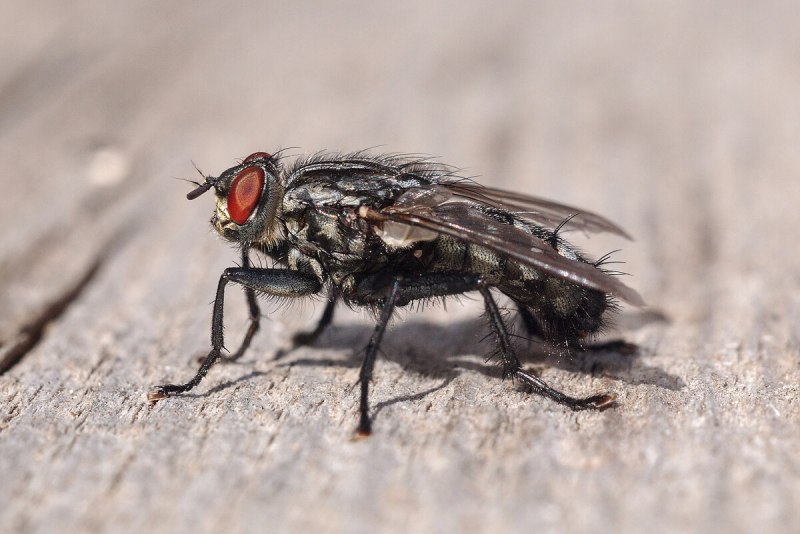 Мясная Муха Cochliomyia hominivorax личинки