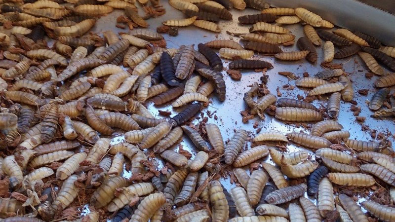 Musca domestica комнатная Муха личинка
