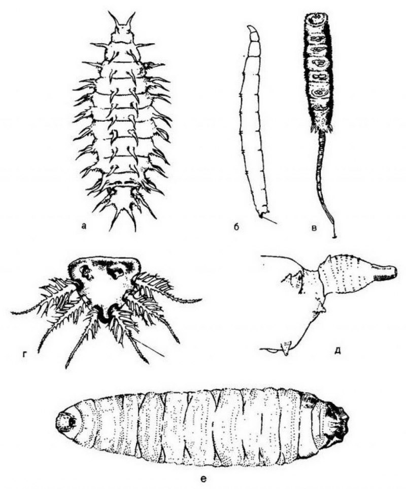 Hermetia illucens личинки