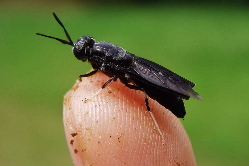 Sarcophaga carnaria личинки