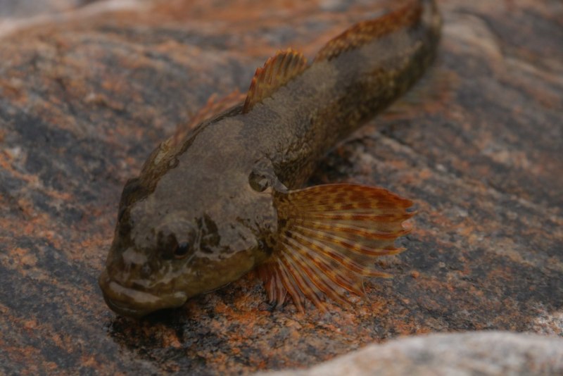 Обыкновенный подкаменщик (COTTUS gobio)