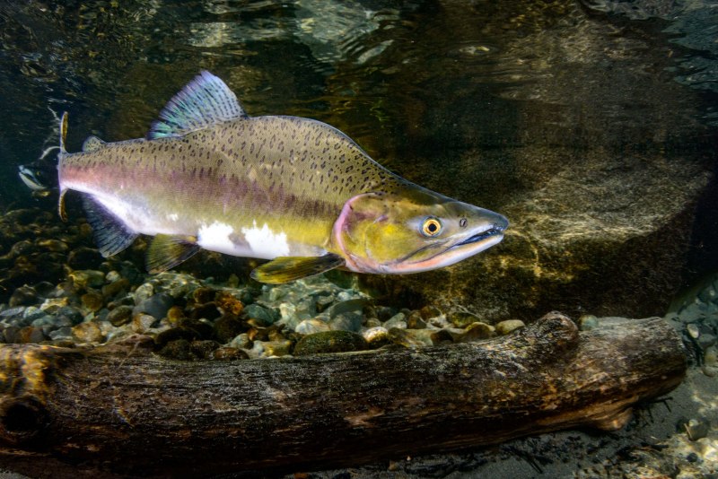 Обыкновенная щука (Esox Lucius)