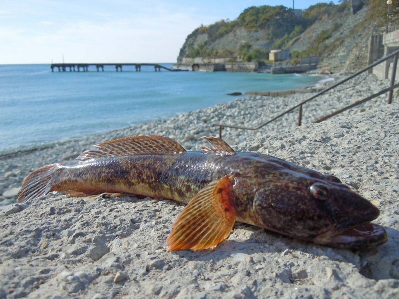 Морские рыбы