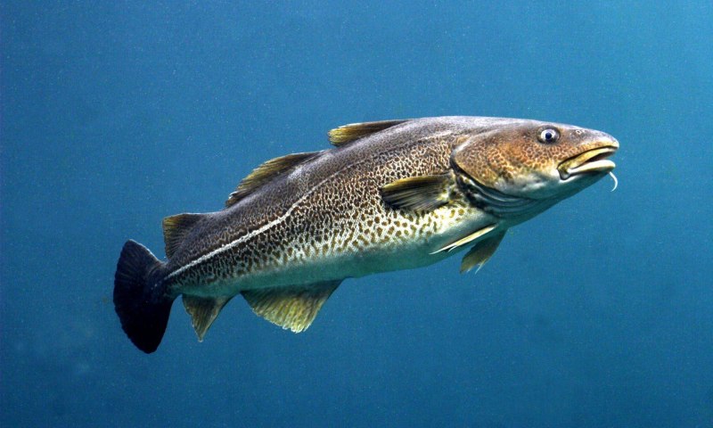 Треска gadus